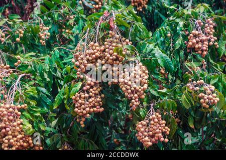 Bouquet de fruits longs accrochés à l'arbre avec des feuilles de fond. Grappe de fruits de longan frais avec feuille verte sur le longan. Banque D'Images