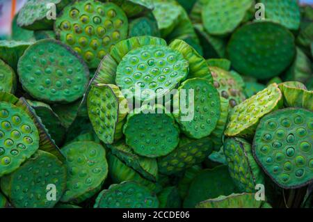 Fond vert naturel frais Lotus Seed Pods. Banque D'Images