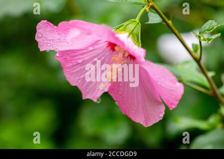 Fleur de Minerva Rose de Sharon commun hibiscus rose althea Banque D'Images