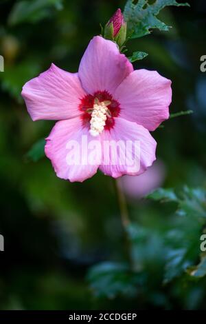 Fleur de Minerva Rose de Sharon commun hibiscus rose althea Banque D'Images