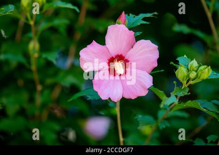 Fleur de Minerva Rose de Sharon commun hibiscus rose althea Banque D'Images