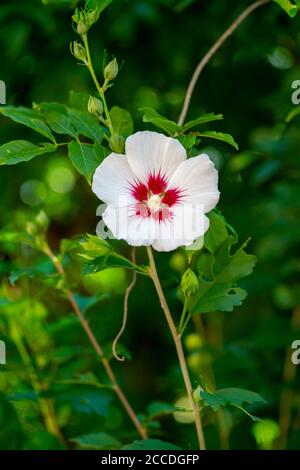 Fleur de Minerva Rose de Sharon commun hibiscus blanc althea Banque D'Images