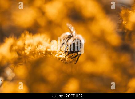 Petite abeille travaillant dur rassemblant du pollen de fleur jaune pendant le soleil du printemps ou de l'été dans le jardin. Abeilles connues pour la construction nids de cire Banque D'Images