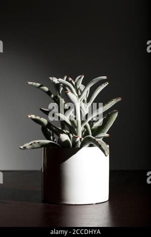 Un succulent : plante de Panda ou tomentosa de Kalanchoe dans un pot blanc cylindrique sur fond gris foncé. Banque D'Images