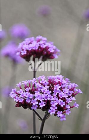 Verveine violette fleurs Banque D'Images