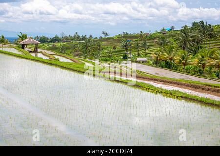 Les terrasses de riz Jatiluwih à Bali comptent plus de 600 hectares de champs de riz suivant la topographie de flanc de coteau de l' Chaîne de montagnes Batukaru Banque D'Images
