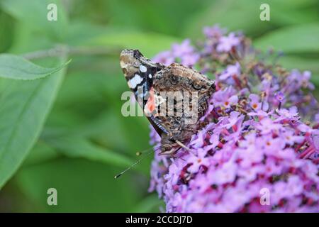 L'amiral rouge papillon sur Buddleia Banque D'Images