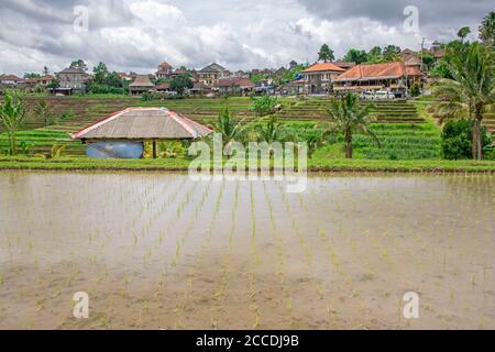 Les terrasses de riz Jatiluwih à Bali comptent plus de 600 hectares de champs de riz suivant la topographie de flanc de coteau de l' Chaîne de montagnes Batukaru Banque D'Images