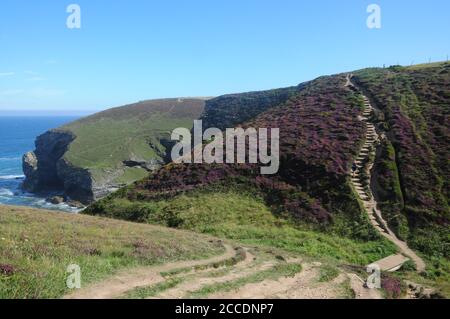 Le South West Coast Path serpente en amont à travers la bruyère près de Portreath sur la côte nord de Cornwall Banque D'Images