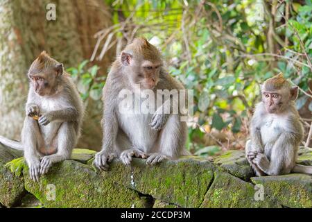 La forêt de singes de Sangeh, près du village de Sangeh, dans le sud-ouest de Bali, compte six hectares de terres forestières avec des noix de muscade géantes. Les principales attractions il Banque D'Images