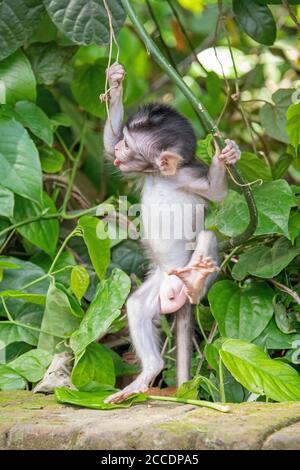 La forêt de singes de Sangeh, près du village de Sangeh, dans le sud-ouest de Bali, compte six hectares de terres forestières avec des noix de muscade géantes. Les principales attractions il Banque D'Images