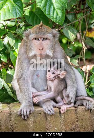 La forêt de singes de Sangeh, près du village de Sangeh, dans le sud-ouest de Bali, compte six hectares de terres forestières avec des noix de muscade géantes. Les principales attractions il Banque D'Images