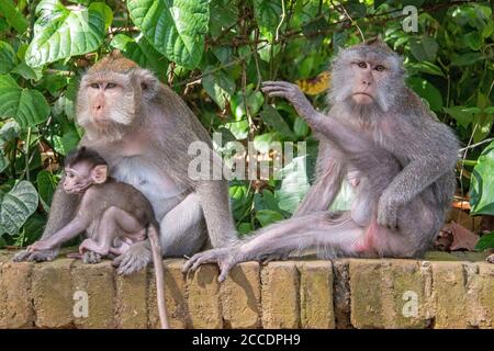 La forêt de singes de Sangeh, près du village de Sangeh, dans le sud-ouest de Bali, compte six hectares de terres forestières avec des noix de muscade géantes. Les principales attractions il Banque D'Images