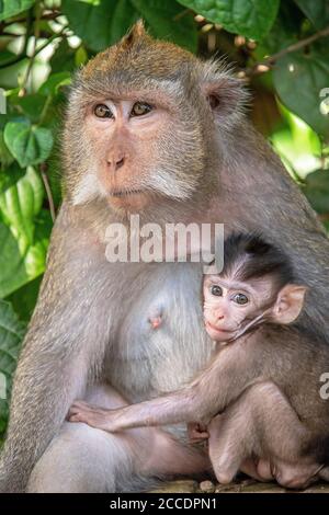 La forêt de singes de Sangeh, près du village de Sangeh, dans le sud-ouest de Bali, compte six hectares de terres forestières avec des noix de muscade géantes. Les principales attractions il Banque D'Images