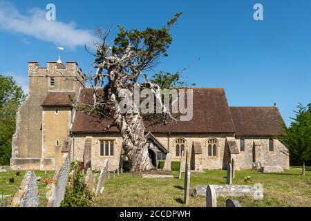 Église du village de St James dans le village de Birdham avec l'ancien cyprès de Monterey (Cupressus macrocarpa) dans le chantier naval, West Sussex, Royaume-Uni Banque D'Images