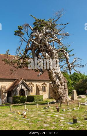 Arbre de cyprès de Monterey (Cupressus macrocarpa), un arbre ancien dans le chantier naval du village de Birdham, West Sussex, Royaume-Uni Banque D'Images