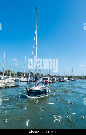 Yachts et bateaux à Chichester Marina, Chichester Harbour, West Sussex, Royaume-Uni. Un couple sur un yacht en voile dehors entouré de mouettes Banque D'Images