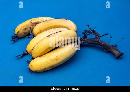 Vue latérale d'un bouquet de bananes biologiques mûres sur fond bleu. Bananes prises d'un bananière à Lima, Pérou. Banque D'Images