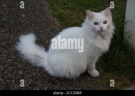 Un chat blanc aux cheveux longs assis dans le jardin Banque D'Images