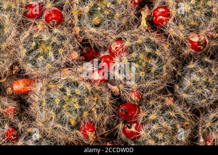Tiges, épines et fruits de Texas Nipple Cactus ou Silver Cluster Cactus (Mammillaria prolifera) Banque D'Images