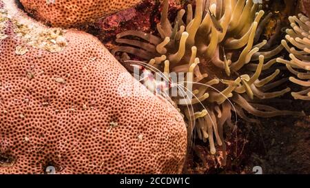 Gros plan de crevettes de corail bandées dans le récif de corail de Mer des Caraïbes / Curaçao avec mer Anemone Banque D'Images