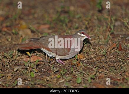 Key West Quail-Dove (Geotrygon chrysia) adulte marchant sur le sol forestier Cayo Coco, Cuba Mars Banque D'Images