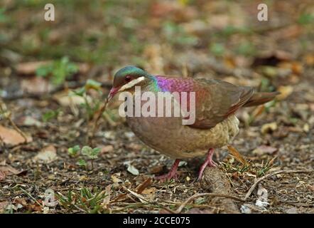 Key West Quail-Dove (Geotrygon chrysia) adulte marchant sur le sol forestier Cayo Coco, Cuba Mars Banque D'Images