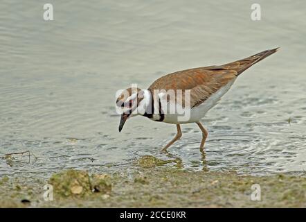 Killdeer (Charadrius vociferus ternominatus) alimentation des adultes dans la péninsule de Zapata en eau peu profonde, Cuba Mars Banque D'Images