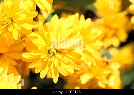 Fleur de copage, Rudbeckia laciniata `Hortensia' Banque D'Images