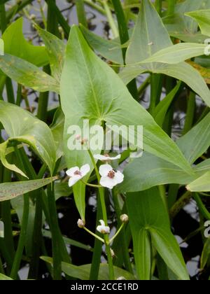 Arrowhead Aquatic Plant in Flower ( Sagittaria sagitifolia ) en été, Royaume-Uni Banque D'Images