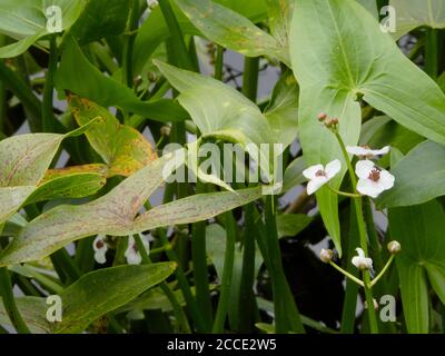 Arrowhead Aquatic Plant in Flower ( Sagittaria sagitifolia ) en été, Royaume-Uni Banque D'Images