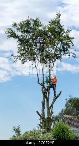 Un chirurgien d'arbre dans le processus de découpage des branches de un hêtre qui est totalement pris Banque D'Images