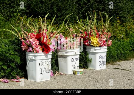 Stand de bord de route vendant des fleurs Gladiolus fraîches. Ontario Canada. Banque D'Images