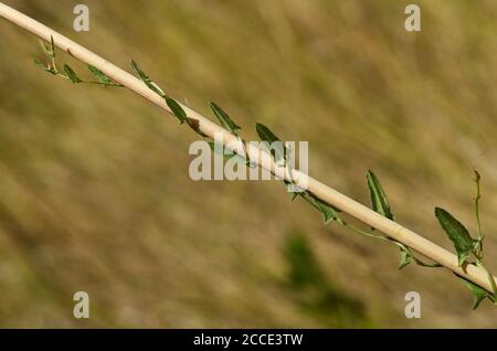 Jeune tige de l'herbe à poux (Convolvulus arvensis) qui plante un poireau sauvage sur un fond naturel hors foyer. Parc naturel d'Arrabida, Setubal, po Banque D'Images