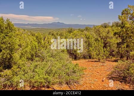 Vue sur la montagne Bill Williams dans le nord de l'Arizona depuis la route 573 Forest Service dans la forêt nationale de Prescott, près de Ash Fork. Banque D'Images