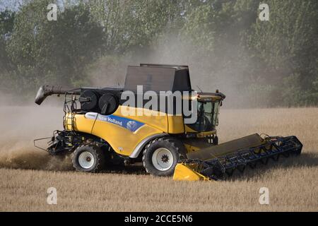 Hertford, Royaume-Uni. 21 août 2020. Agriculteur utilisant une moissonneuse-batteuse pour récolter des récoltes sur une ferme à Hertford, Angleterre, Royaume-Uni pendant la récolte 2020 au Royaume-Uni. Crédit : Andrew Steven Graham / Alamy Live News Banque D'Images