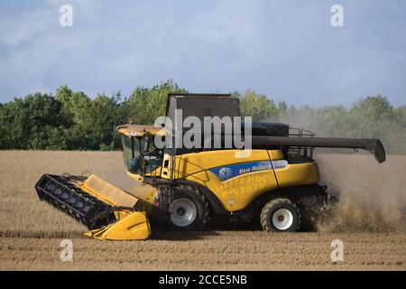 Hertford, Royaume-Uni. 21 août 2020. Agriculteur utilisant une moissonneuse-batteuse pour récolter des récoltes sur une ferme à Hertford, Angleterre, Royaume-Uni pendant la récolte 2020 au Royaume-Uni. Crédit : Andrew Steven Graham / Alamy Live News Banque D'Images