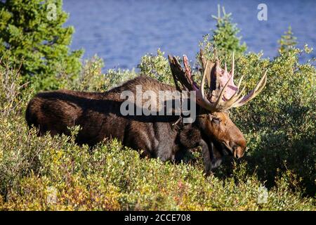 Bull orignal en train de faire des bois de velours par un lac forestier Banque D'Images