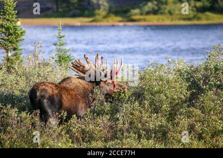 Bull orignal en train de faire des bois de velours par un lac forestier Banque D'Images