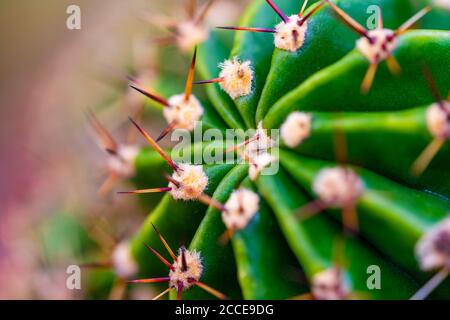 Gros plan, nature, jardin, croissance, abstrait, cactus Banque D'Images