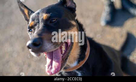 German Shepard Banque D'Images