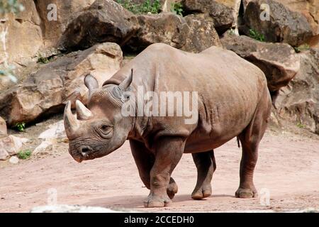 Vue depuis un rhinocéros noir, latin Diceros bicornis michaeli Banque D'Images