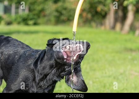 Portrait d'un jeune Labrador noir retriever qui boit à l'eau d'un jardin Banque D'Images