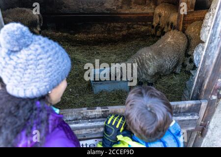 Europe, Suisse, Valais, Blatten, mère et fils regardent des moutons à nez noir du Valais dans une écurie de Blatten Banque D'Images