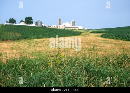 Iowa Farm, montrant le contrôle de l'érosion, la prévention de l'érosion. Voie navigable, maïs planté sur les contours. Iowa de l'est, près de Dyersville, États-Unis. Banque D'Images