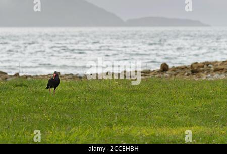 Oystercatcher dans la nature de l'île du Sud de New Zélande Banque D'Images