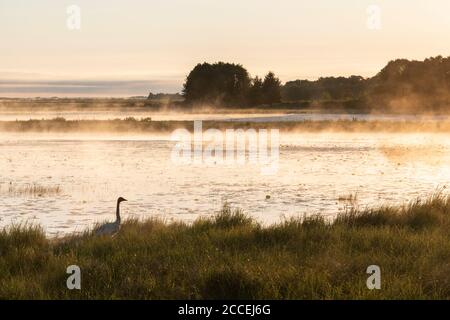 Cygne trompettiste au lever du soleil (Cygnus buccinator), Wisconsin, Etats-Unis, par Dominique Braud/Dembinsky photo Assoc Banque D'Images