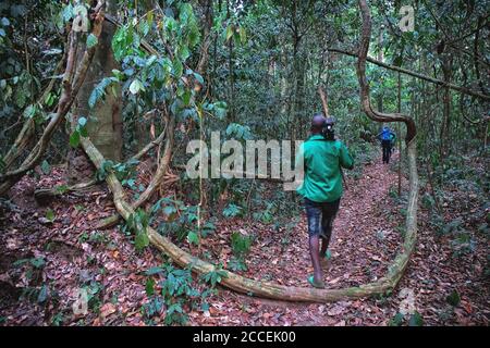 Gardes dédiés à la protection et à la surveillance des gorilles de Dzanga Sangha. République centrafricaine. WWF Banque D'Images