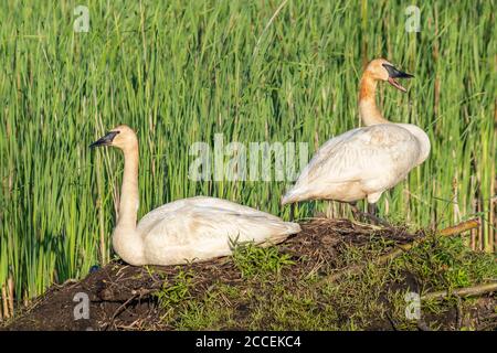 Cygnes trompettiste (Cygnus buccinator) debout sur un pavillon de castor, juin, WI, États-Unis, par Dominique Braud/Dembinsky photo Assoc Banque D'Images