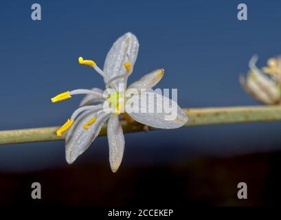 Fleur de l'araignée, Chlorophytum comosum. Une maison commune qui est facile à cultiver et à reproduire. Banque D'Images